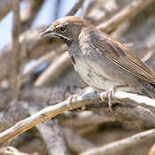 Five-striped Sparrow